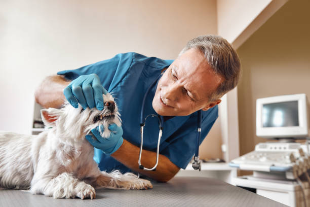 Best Emergency Dental Care for Broken or Chipped Teeth in Warm Mineral Springs, FL